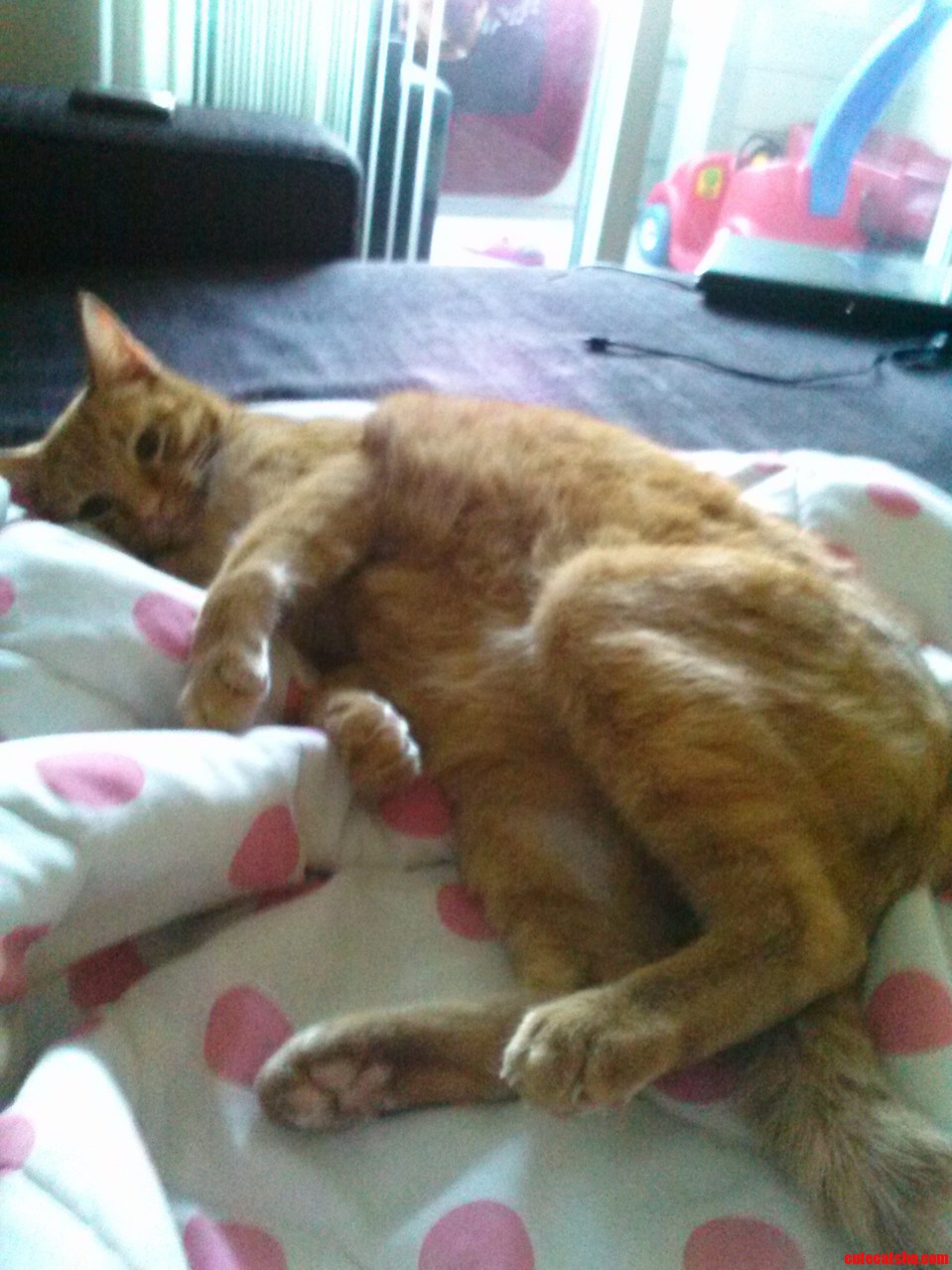 My Cat Could Pass As a Kangaroo