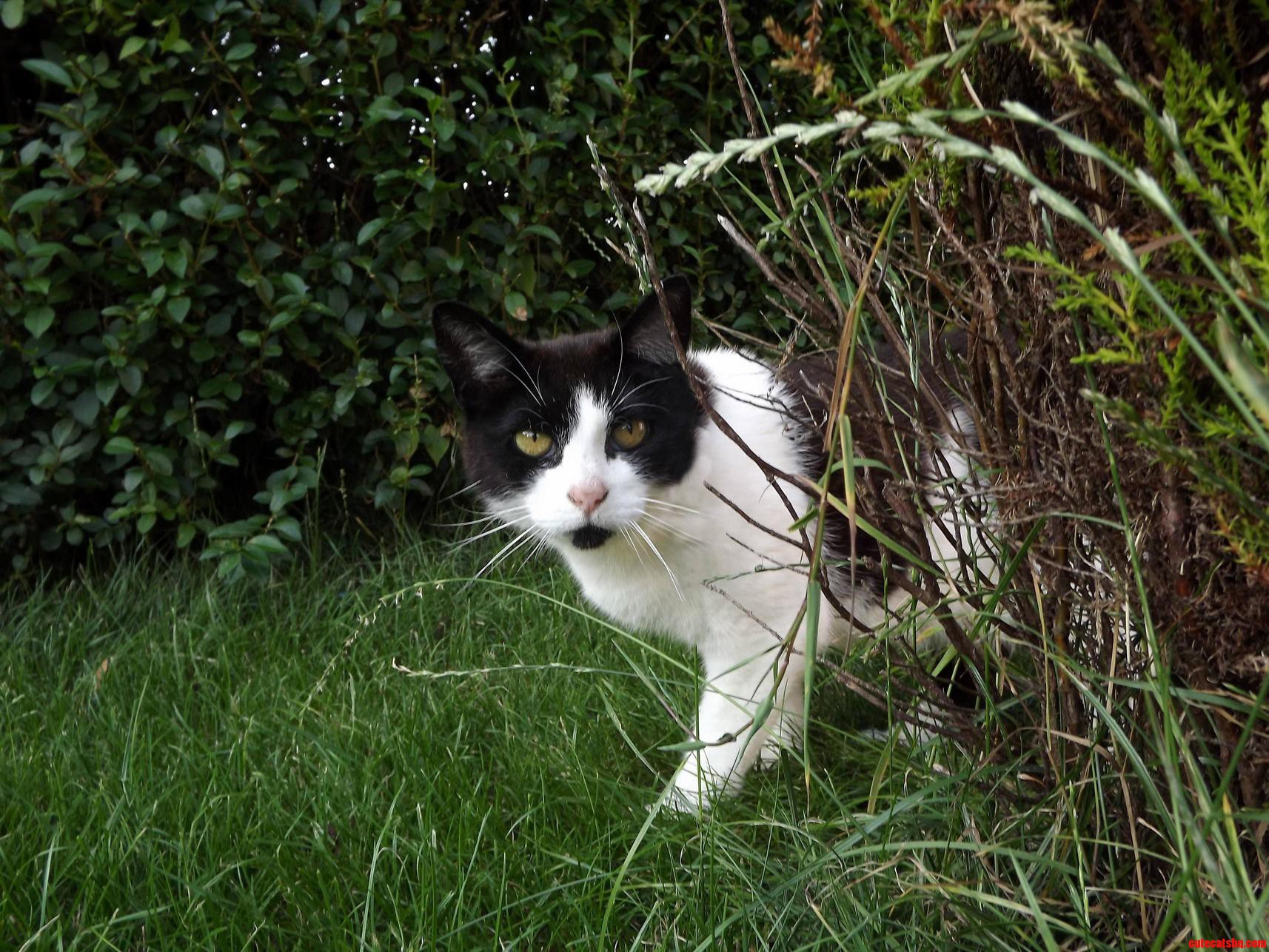 My Cat Deano in the Grass.