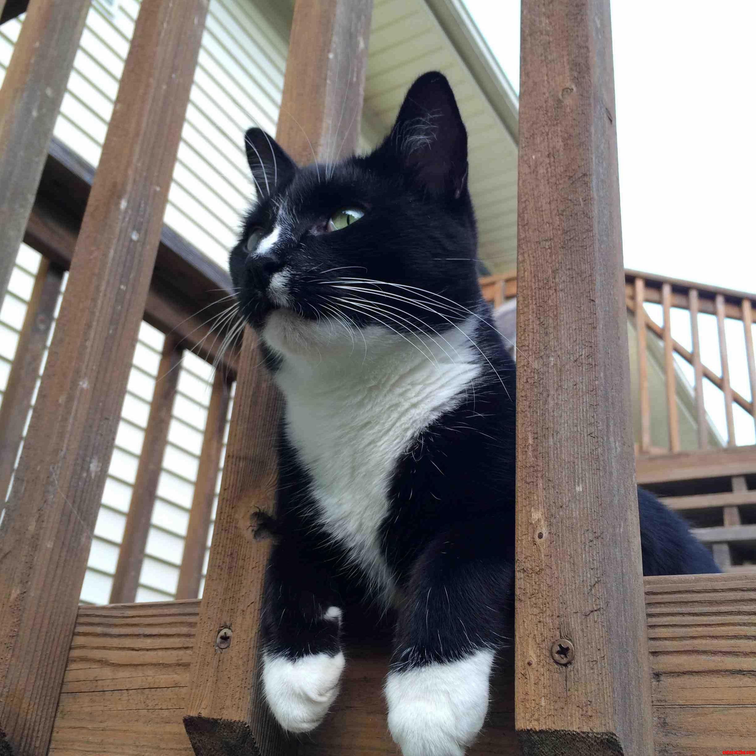 My Cat Does This Every Time He Goes Outside.