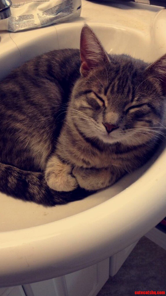My Cat Enjoys the Sink As Well Although He Just Sleeps.