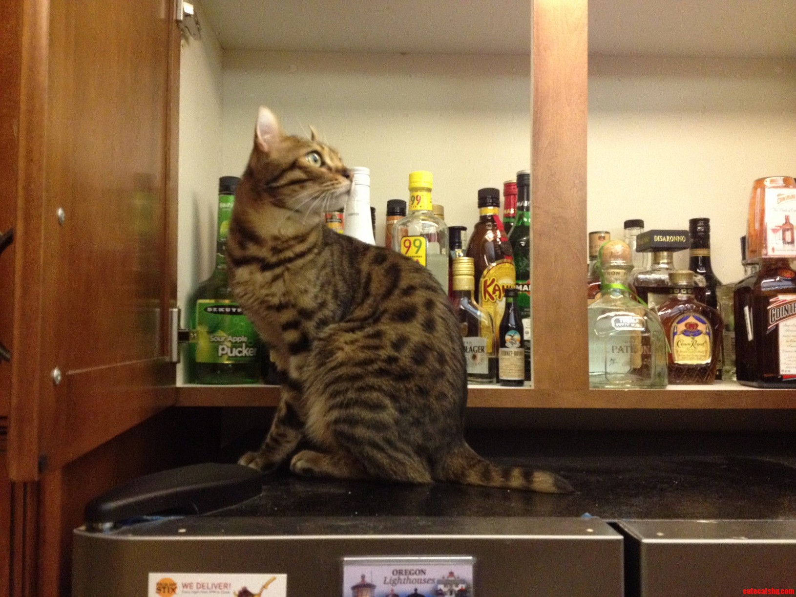 My Cat Has a Drinking Problem