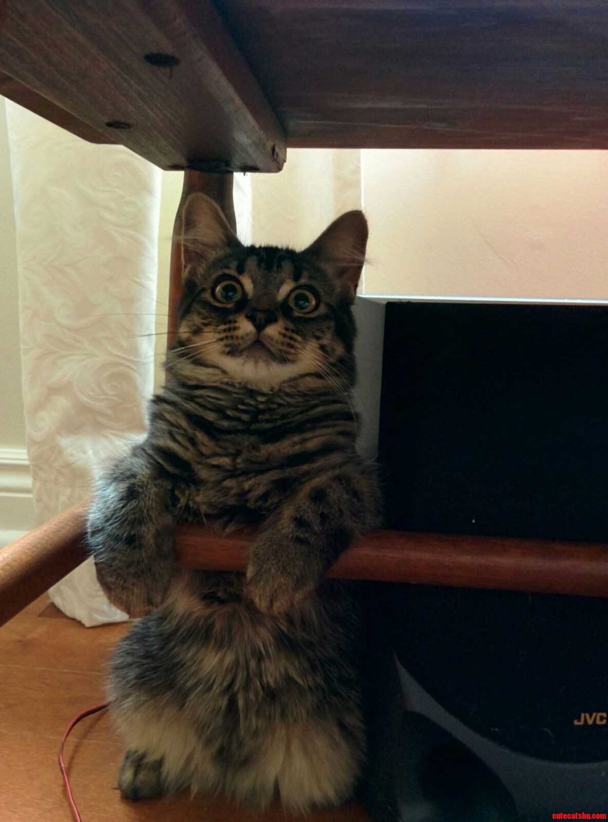 My Cat Has Found Her New Favourite Spot