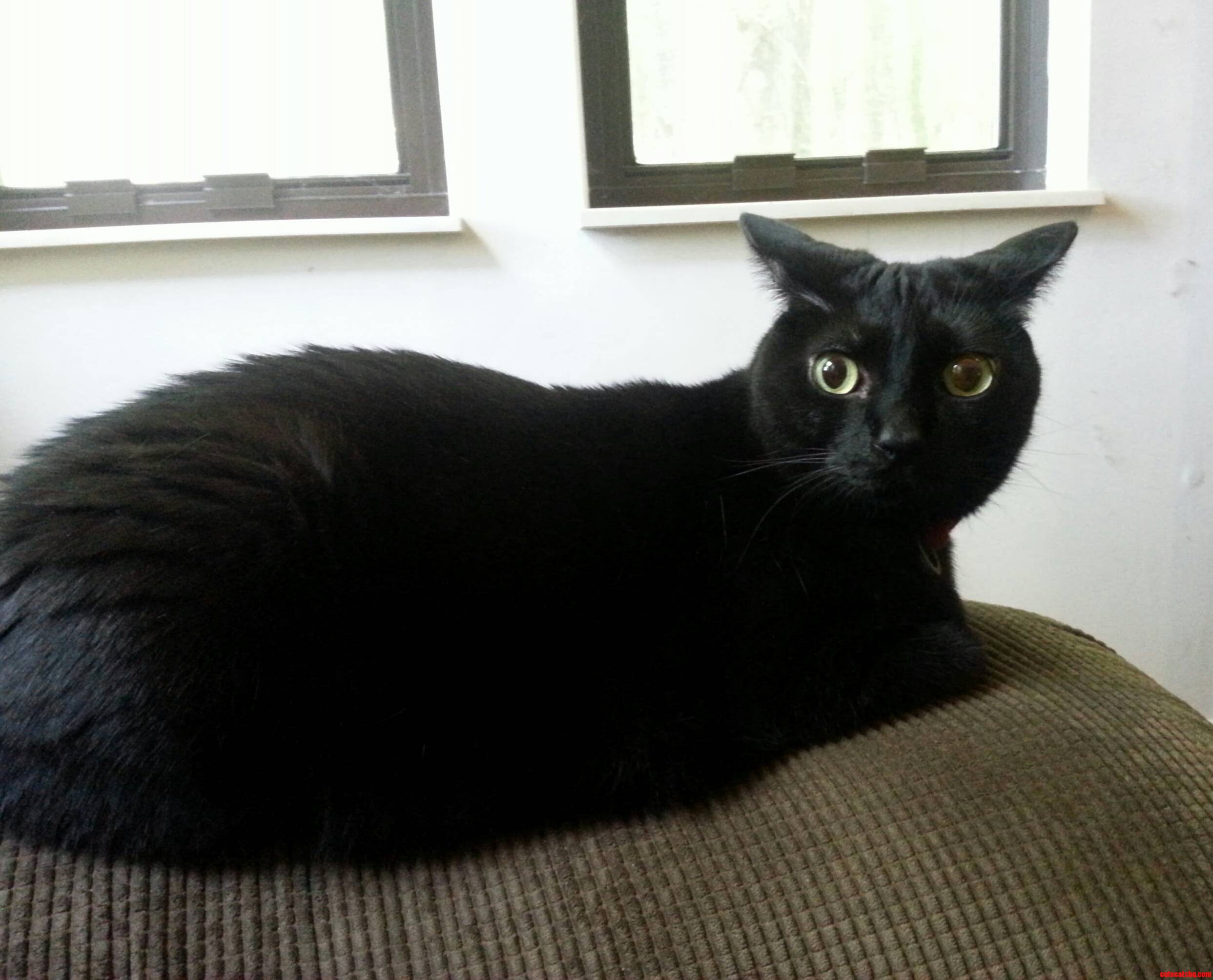 My Cat Has Some Serious Concerns About Our New Kitten