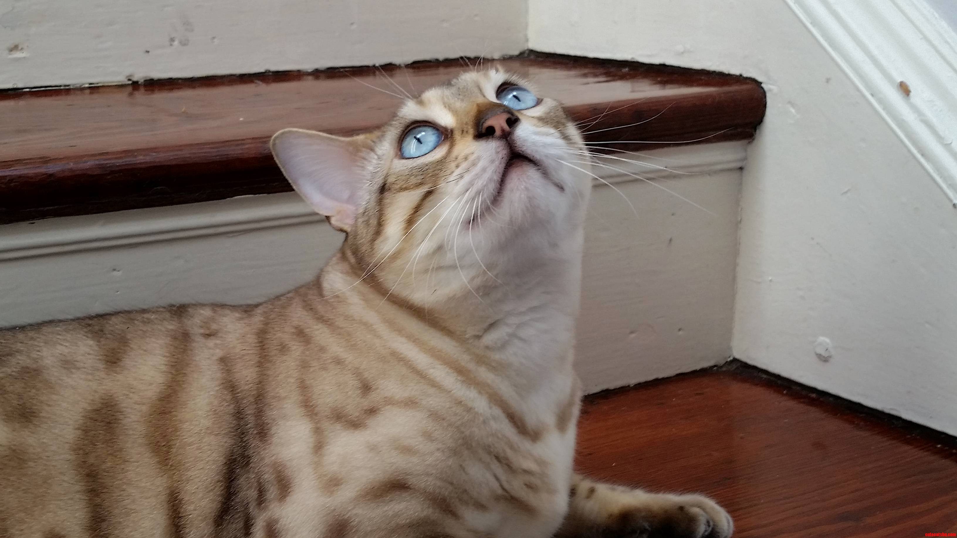 My Cat Has the Bluest Eyes