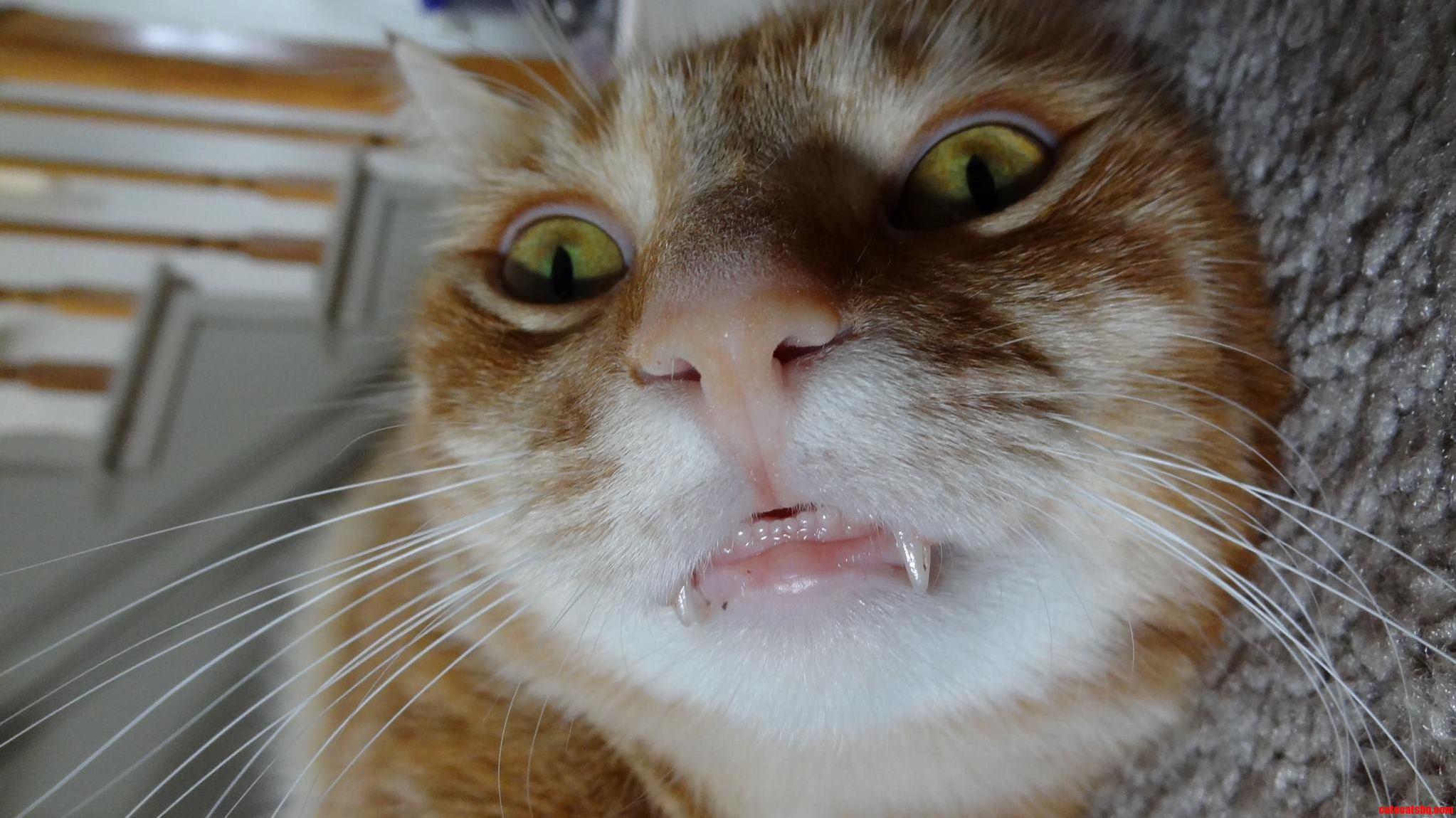 My Cat Herman... Sabertoothed Dork