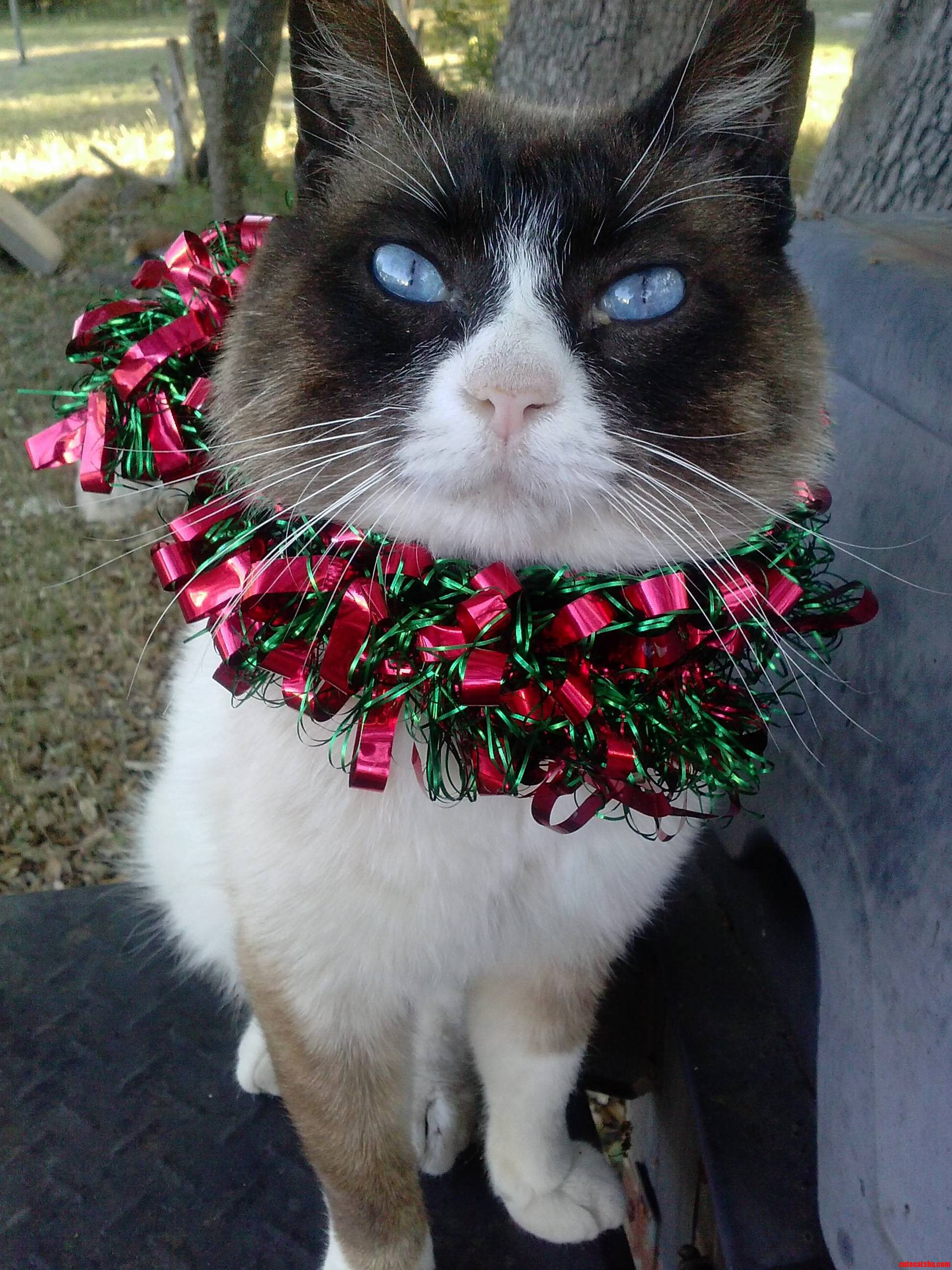 My Cat in Christmas Decorations.