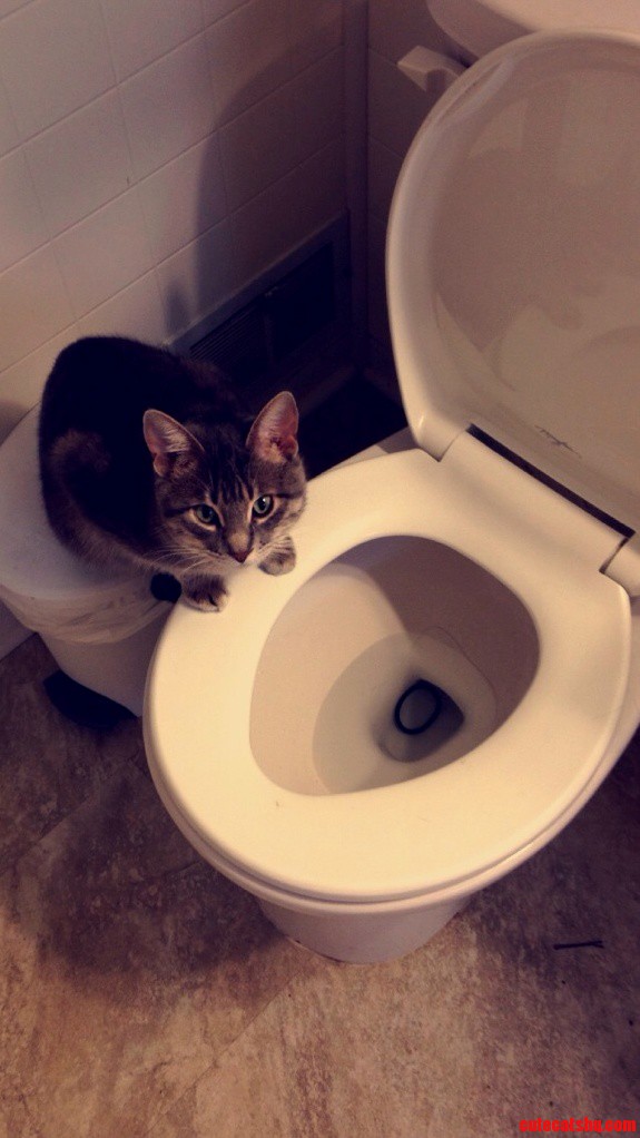 My Cat Is an Asshole.