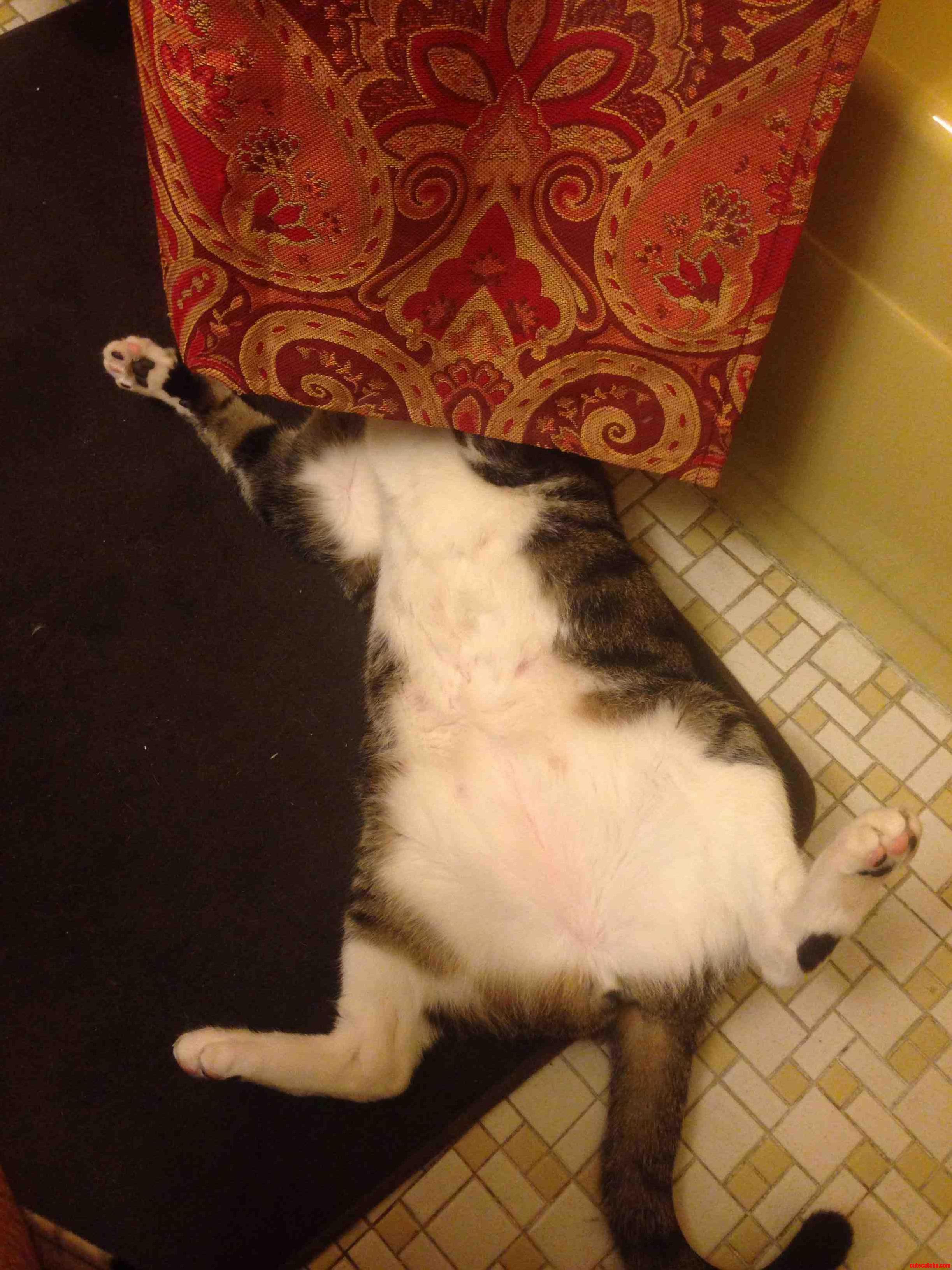 My Cat Is an Expert at Hiding.