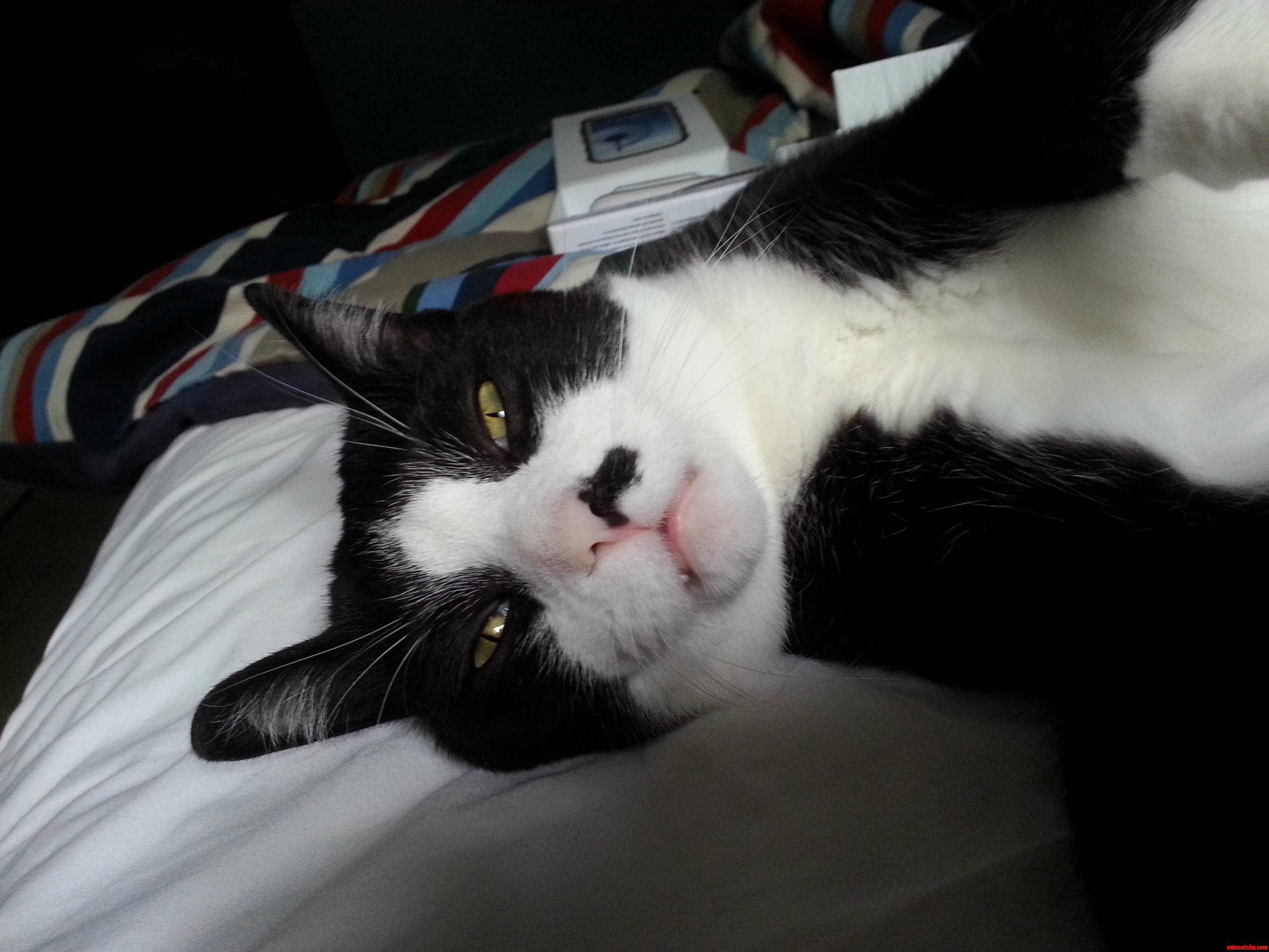 My Cat Is Special