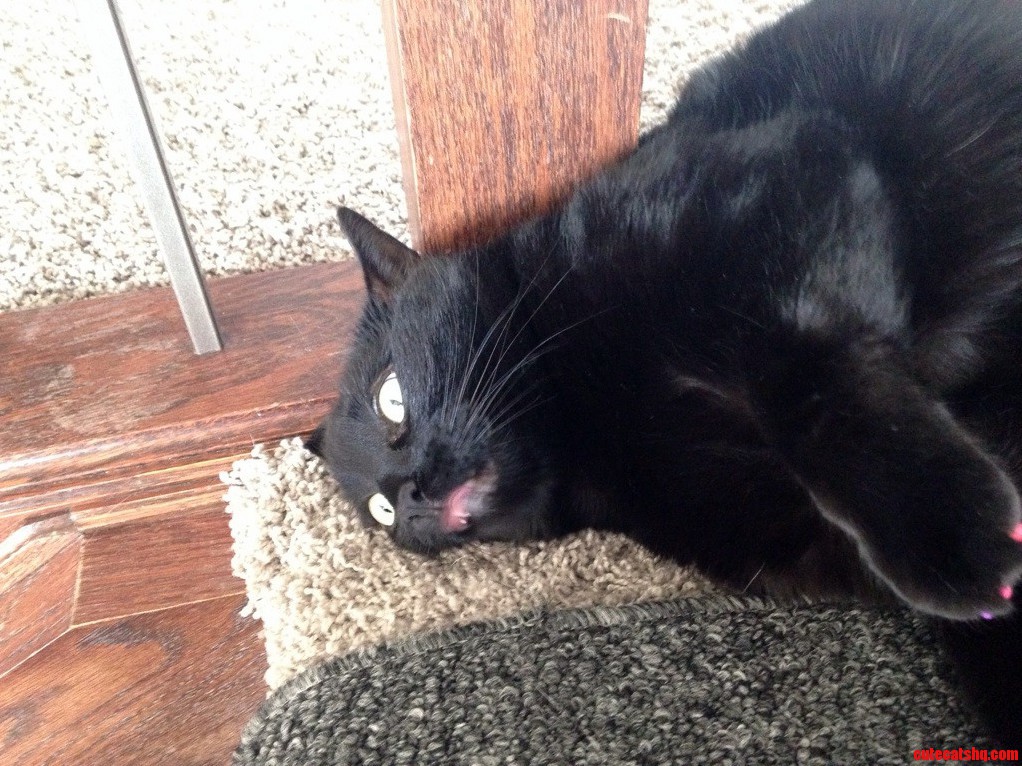 My Cat Is Unmm Special