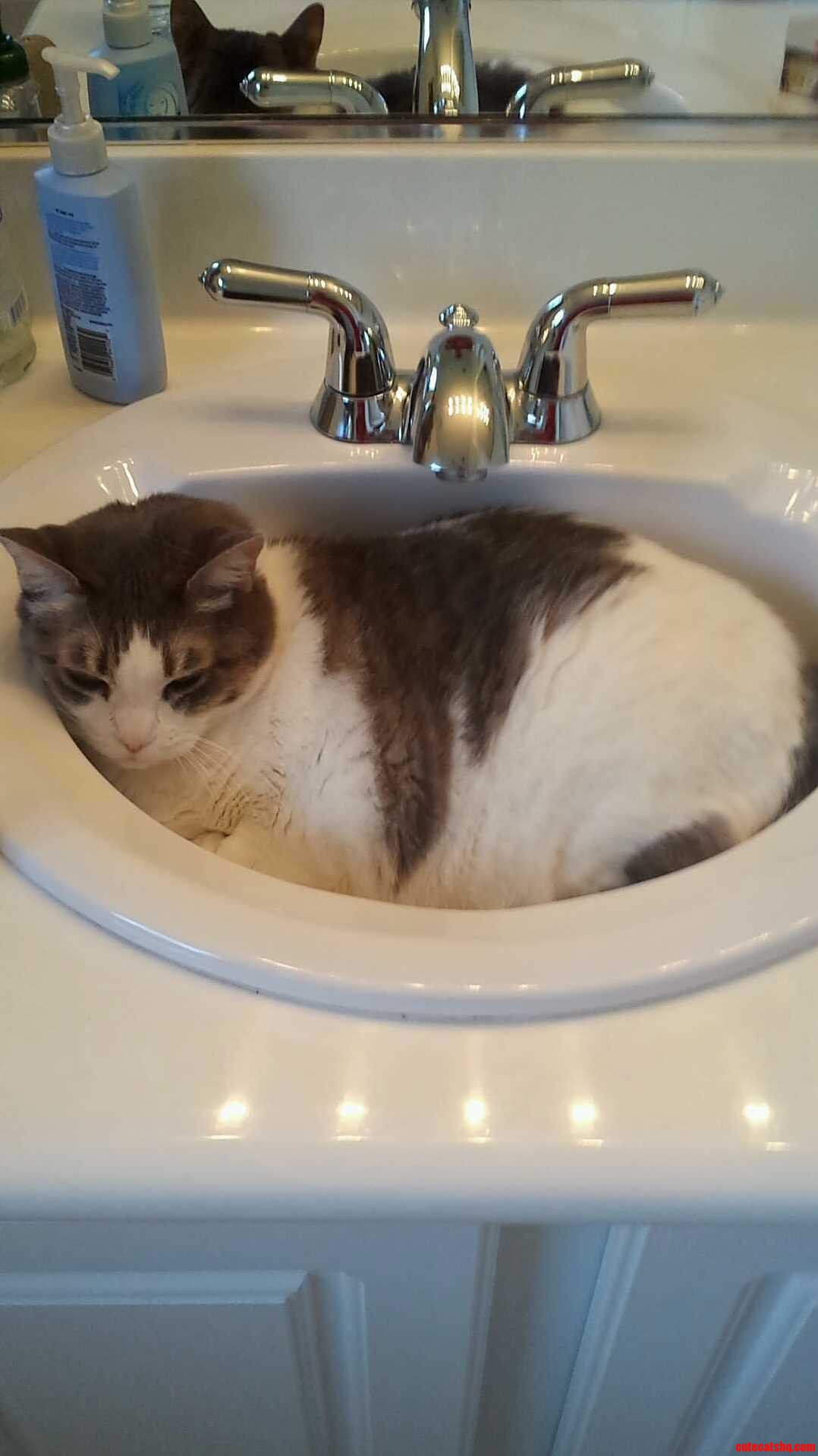My Cat Isnt the Only Cat That Does This...right