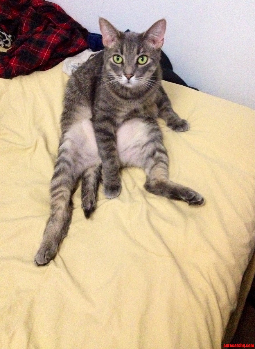 My Cat John Being Classy.