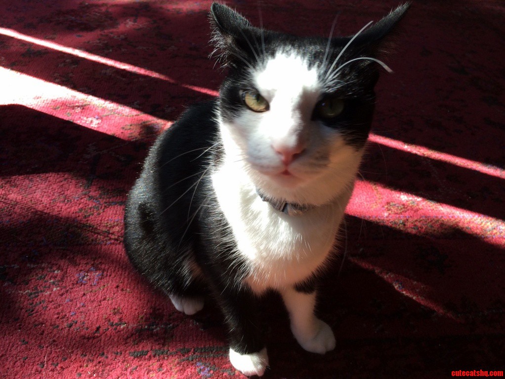 My Cat Just Turned Into a Penguin Somehow