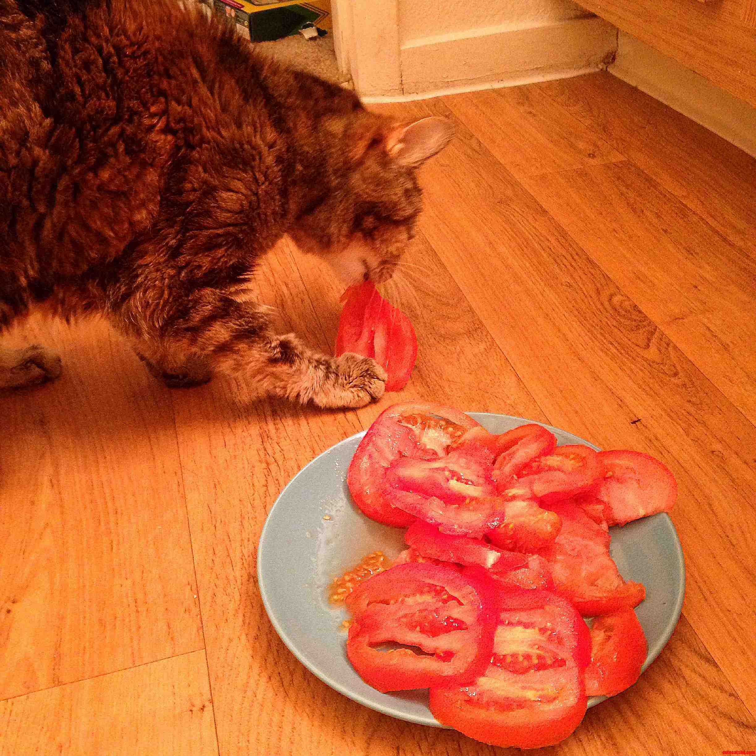 My Cat Likes Tomatoes.
