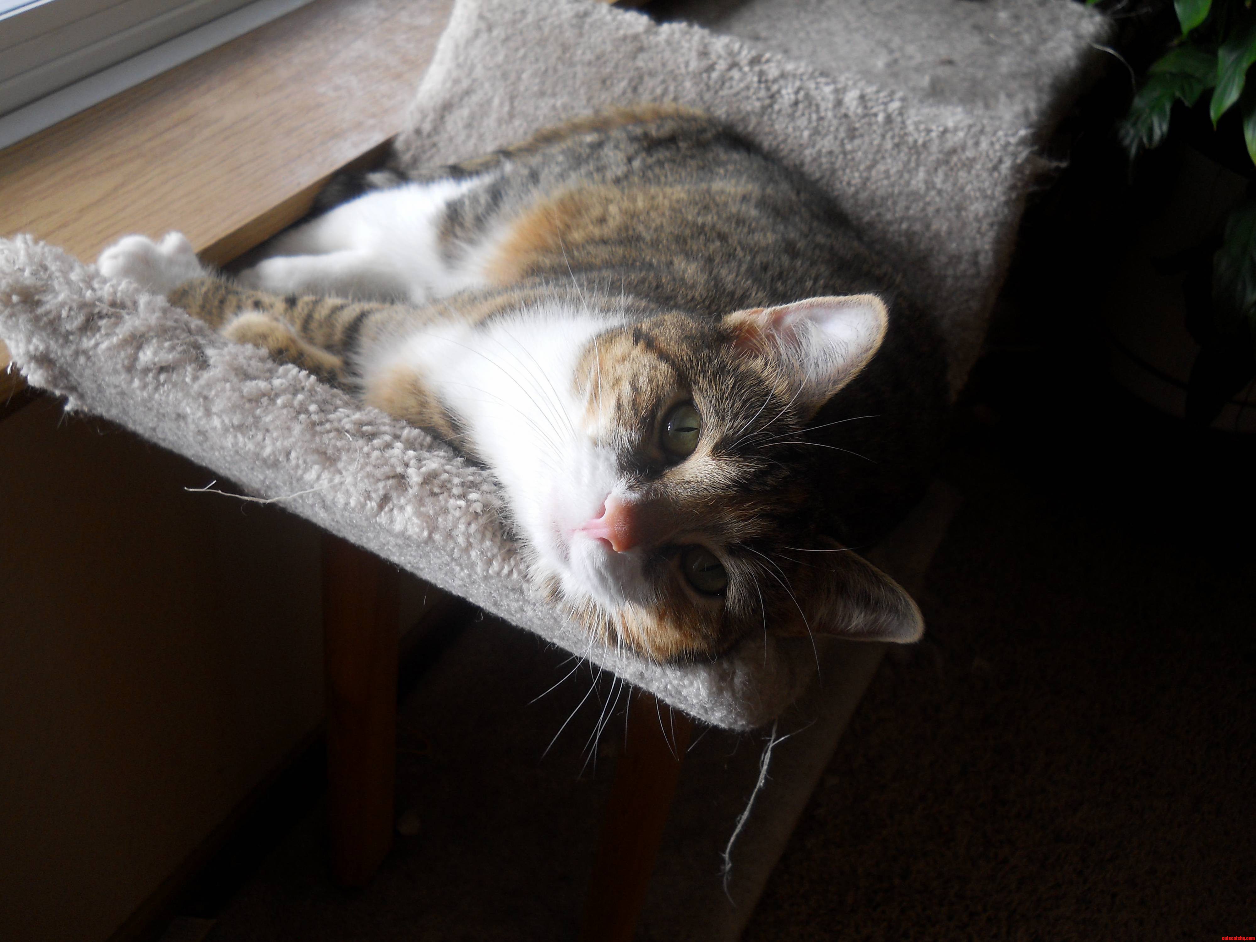 My Cat Lilith