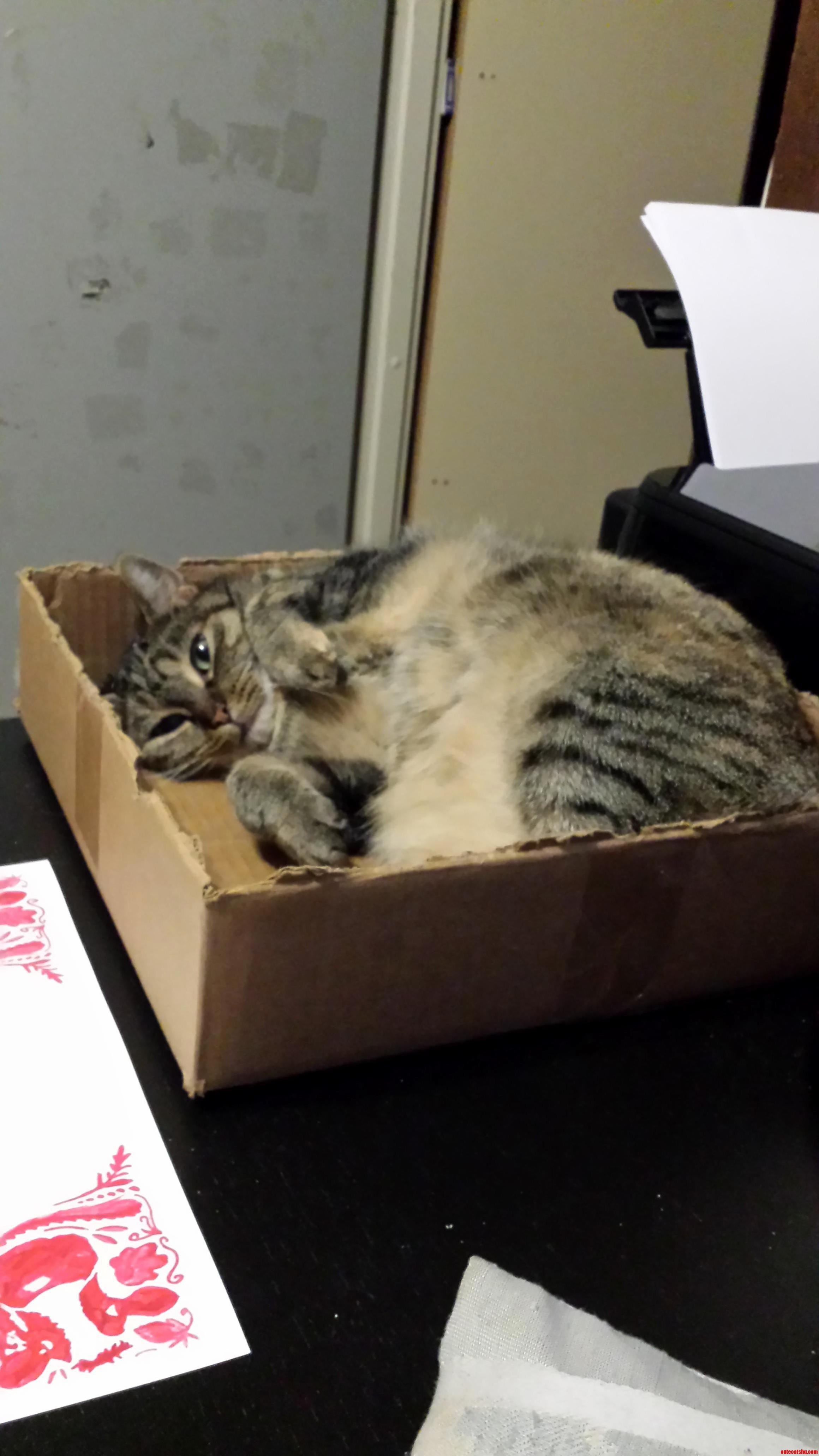 My Cat Looks Like She Wants Me Stop Using the Pc and Come Play with Her