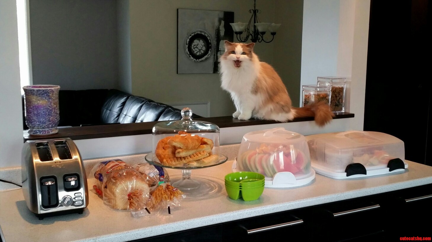 My Cat Loves to Host Sunday Brunch.
