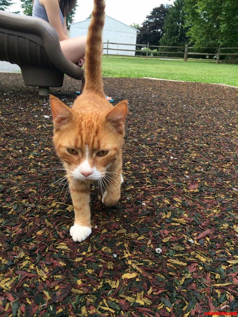 My Cat Lucho Was Missing for a Few Weeks and Now Hes Home