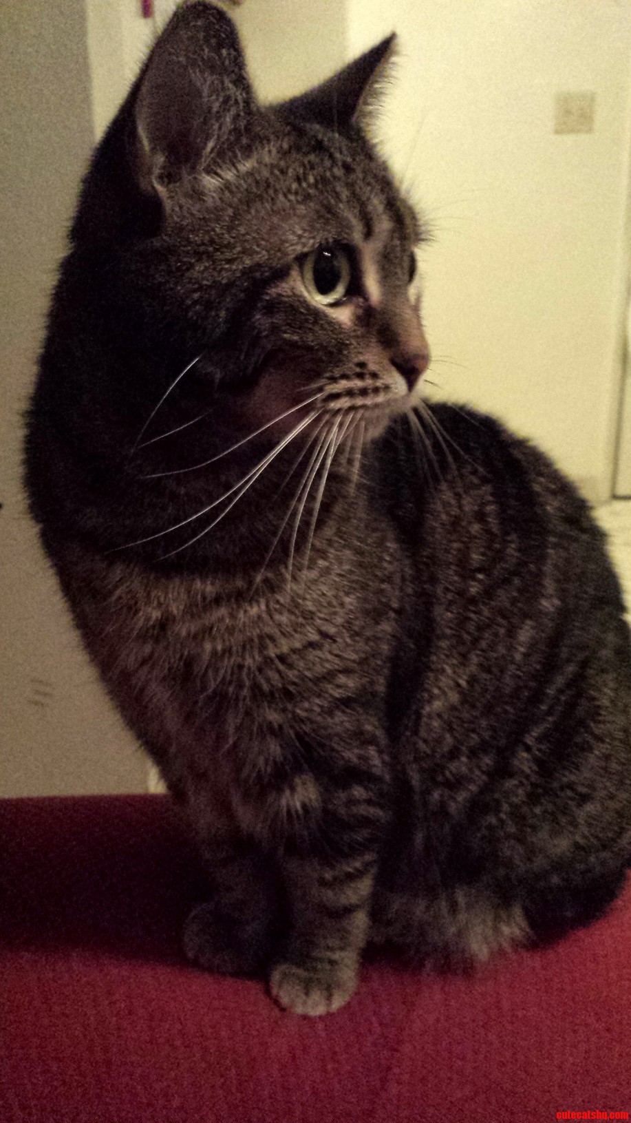 My Cat Marle Turns 7 Today This Is from This Morning