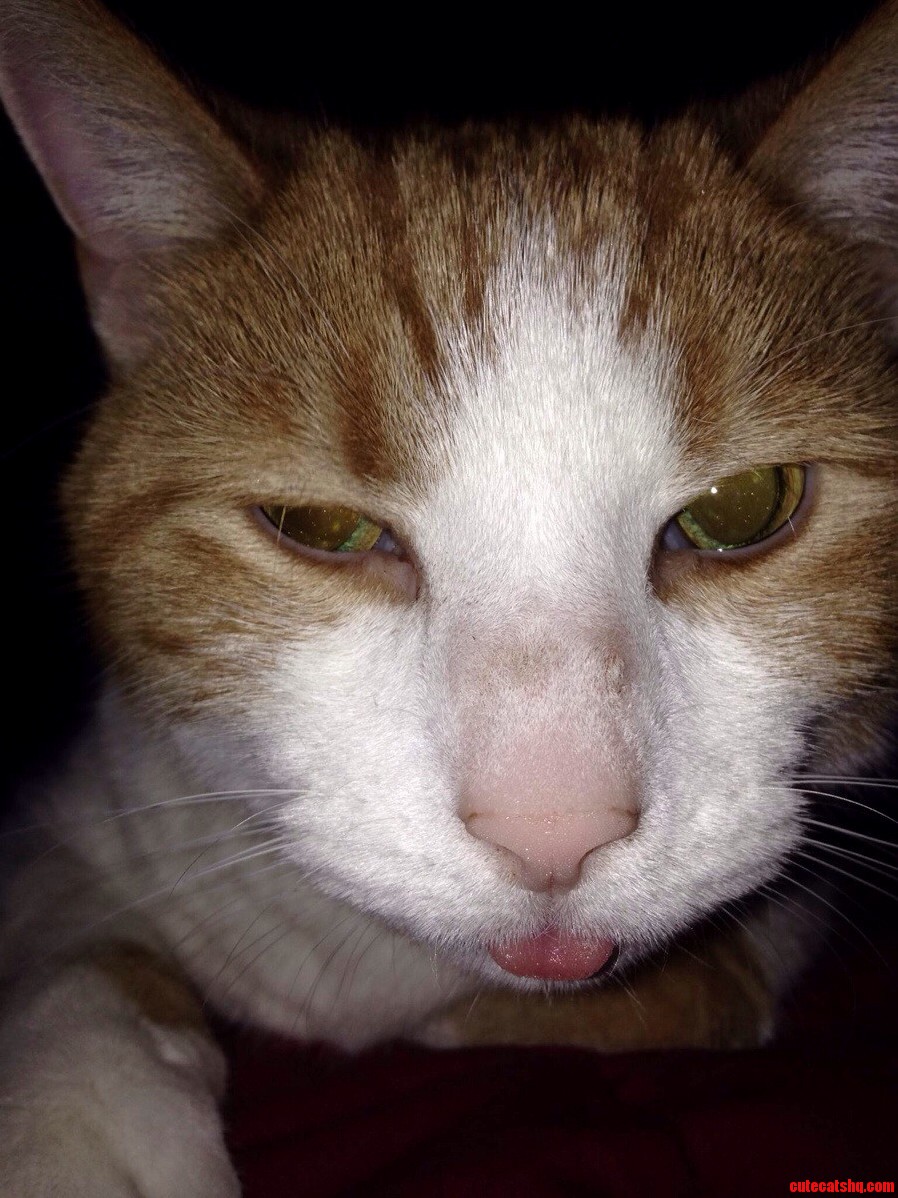 My Cat Mater on Anti-depressants.