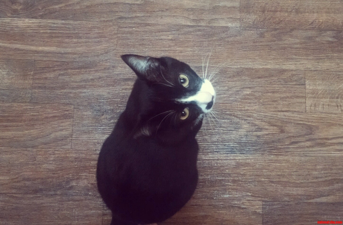 My Cat Neo He Actually Has a Really Big Tummy... Hes Just Hiding It from the Ladies.