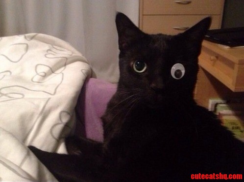 My Cat Only Has One Eye So We Improvised