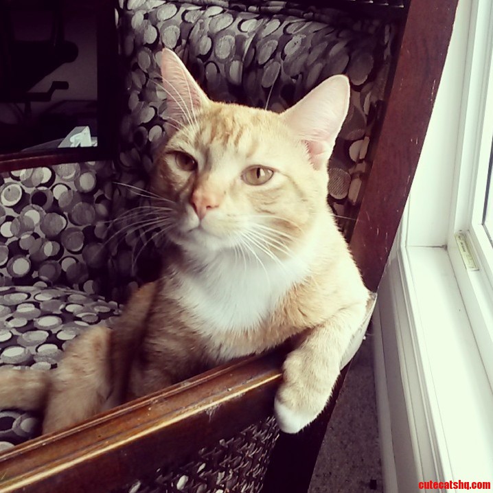 My Cat Pancakes Pondering Life.