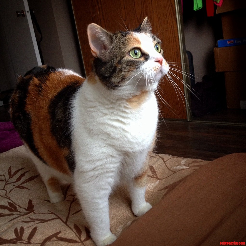 My Cat Pandora