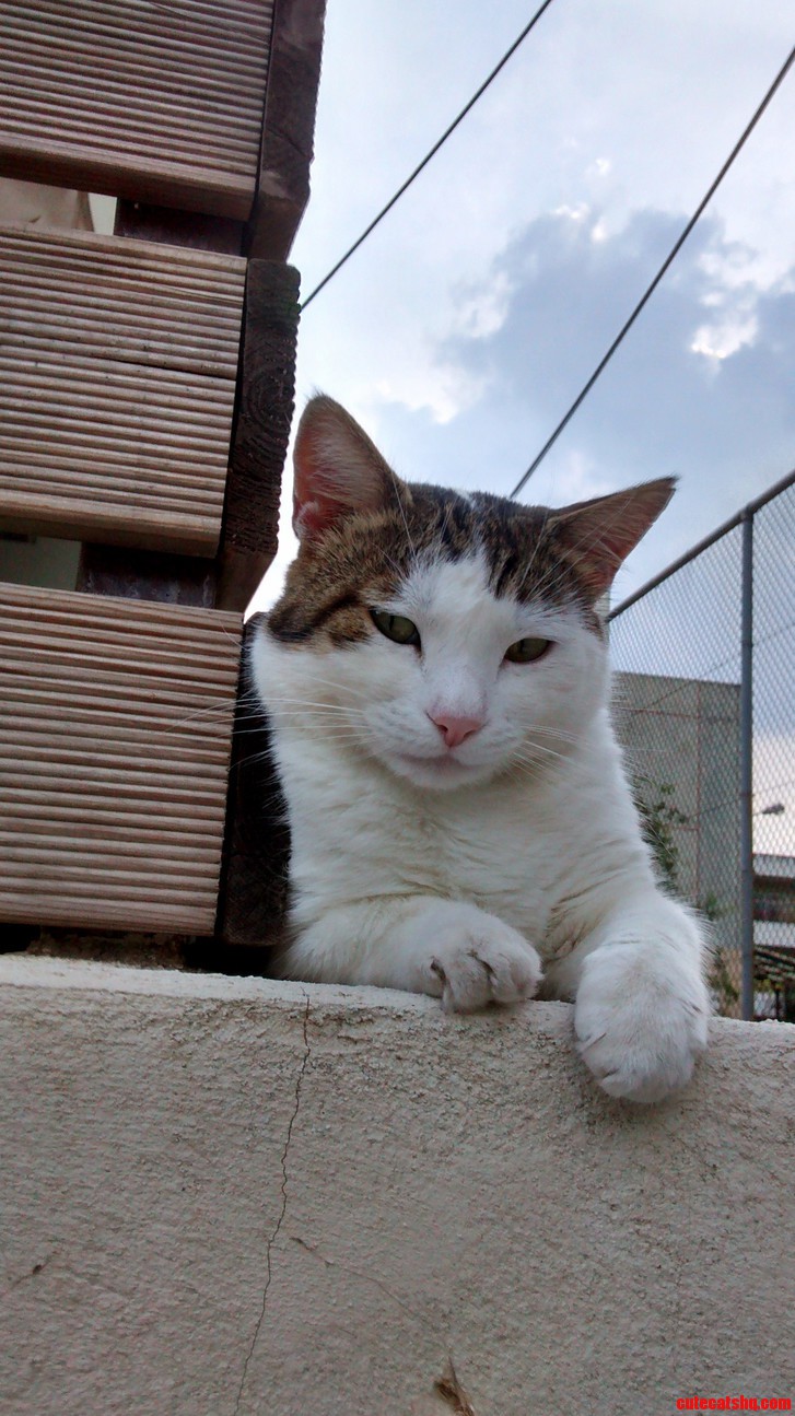 My Cat Poses Like Marlon Brando