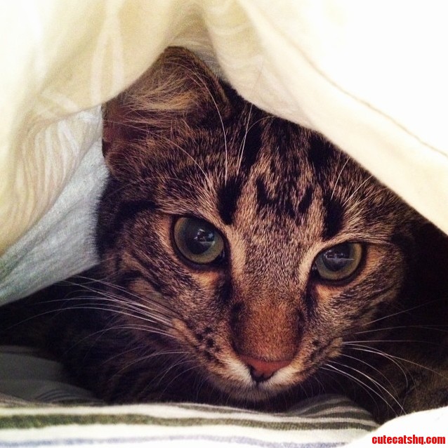My Cat Really Likes to Hide in My Bed.
