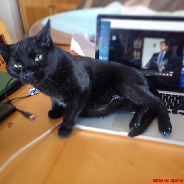 My Cat Refuses to Let Me Use My Computer Darn You Theodore