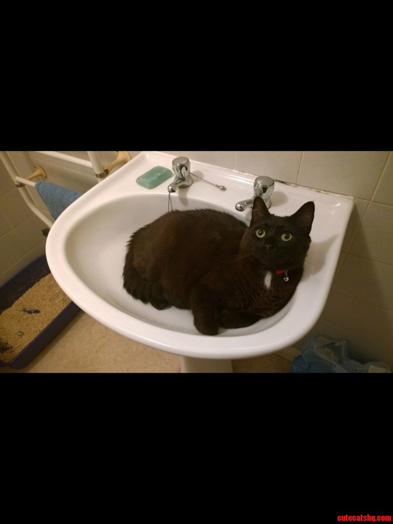 My Cat Saw All the Pictures of Other Cats in Sinks He Wants to Join in