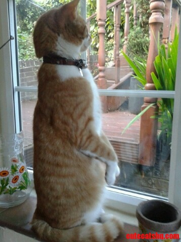 My Cat Thinks He Is a Meerkat