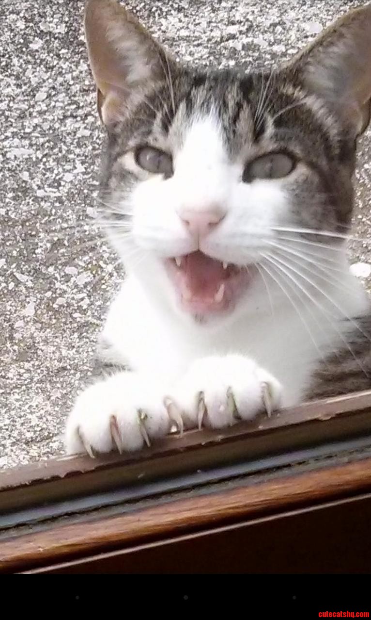 My Cat Trying to Do a Jack Nicholson Impression