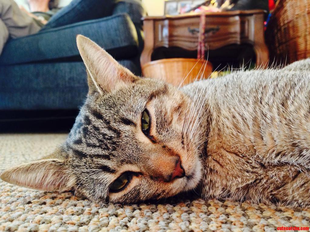 My Cat Whiskey