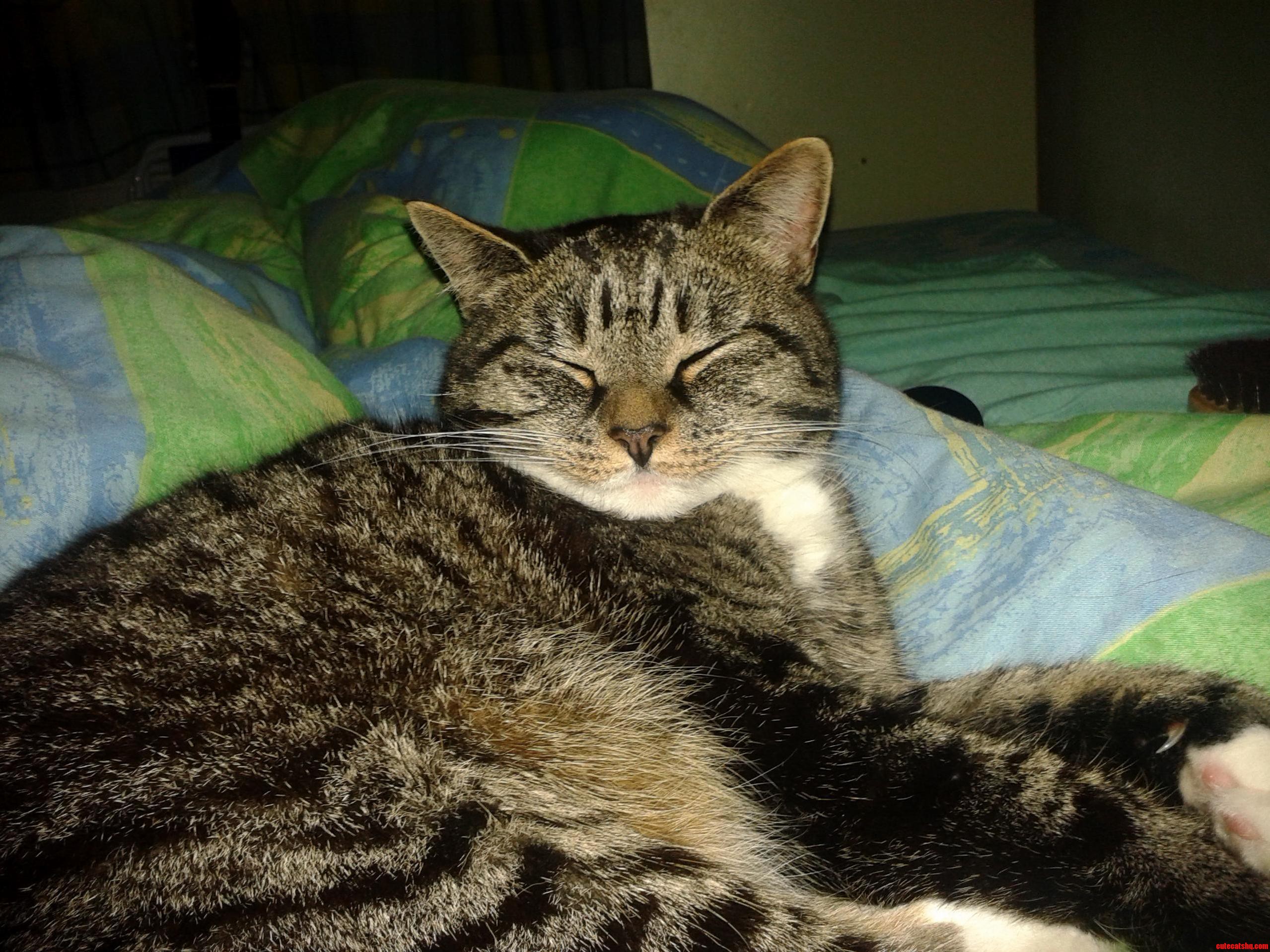 My Cat.