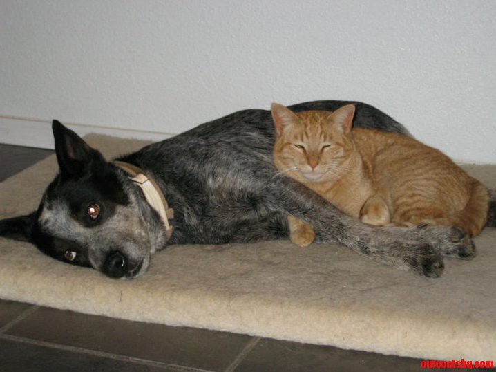 My Cats Best Friend Is a Dog