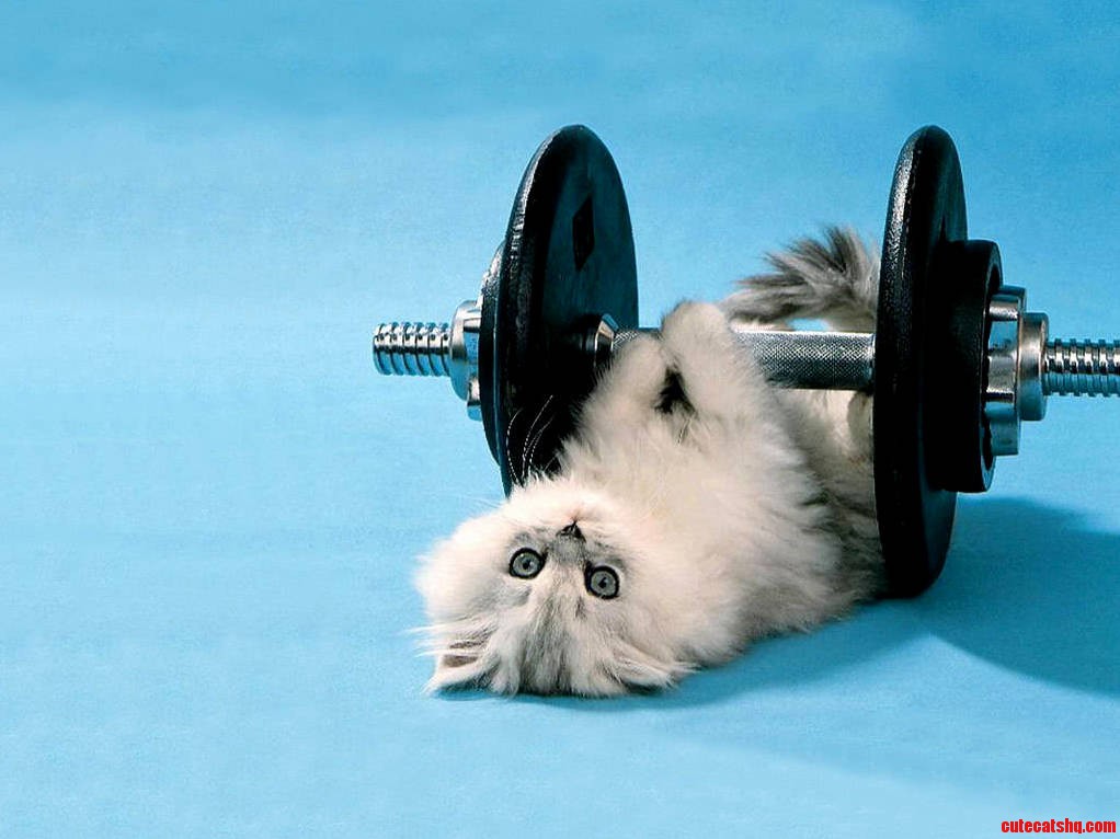 My Cats Workout