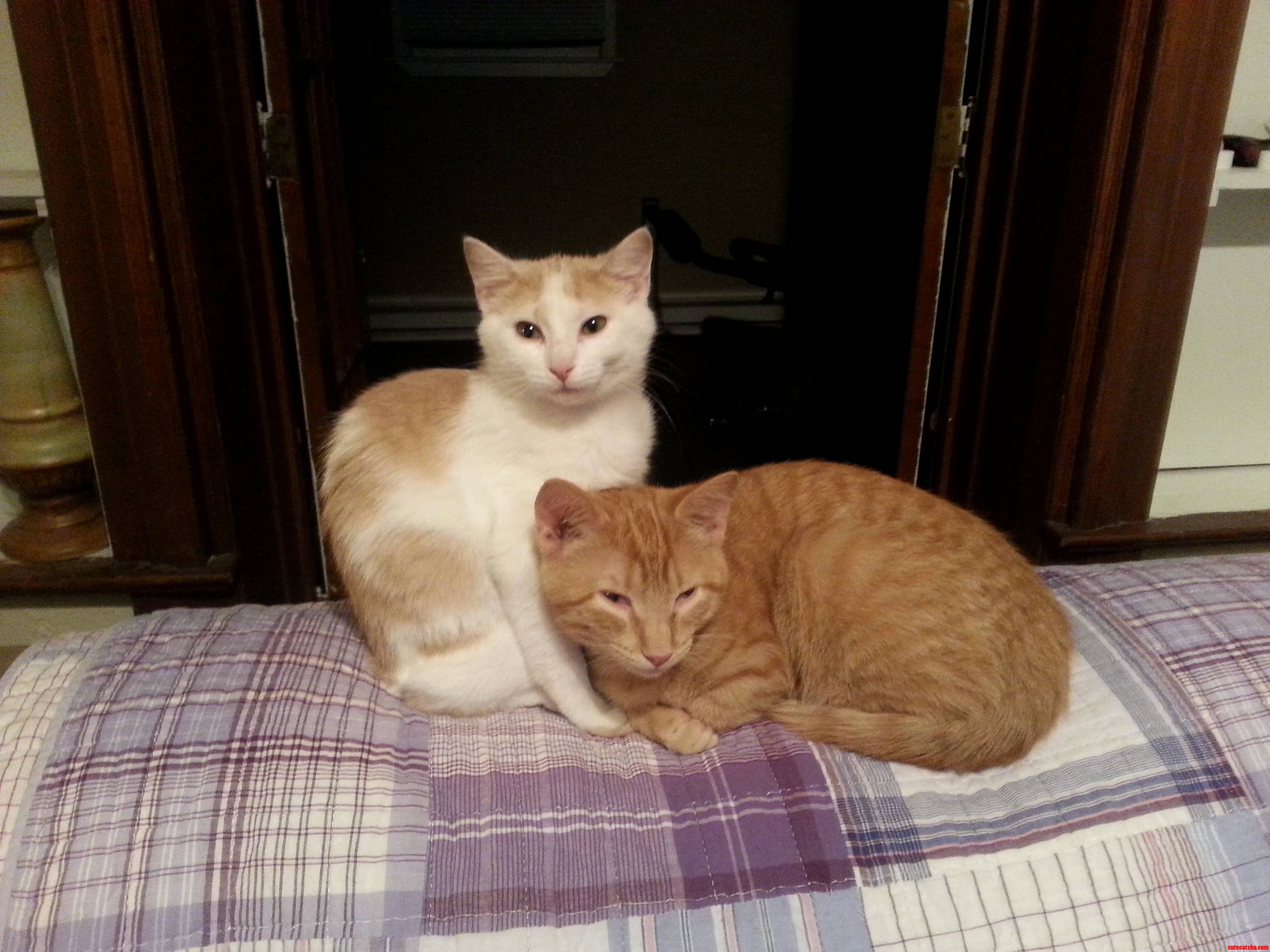 My Cats.