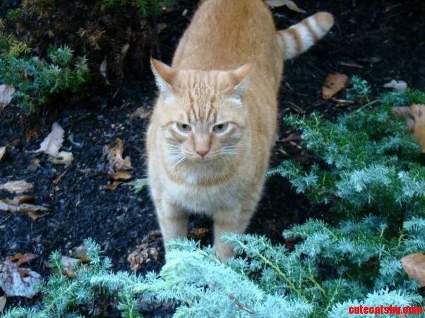 My Chester Passed Away on National Cat Day.