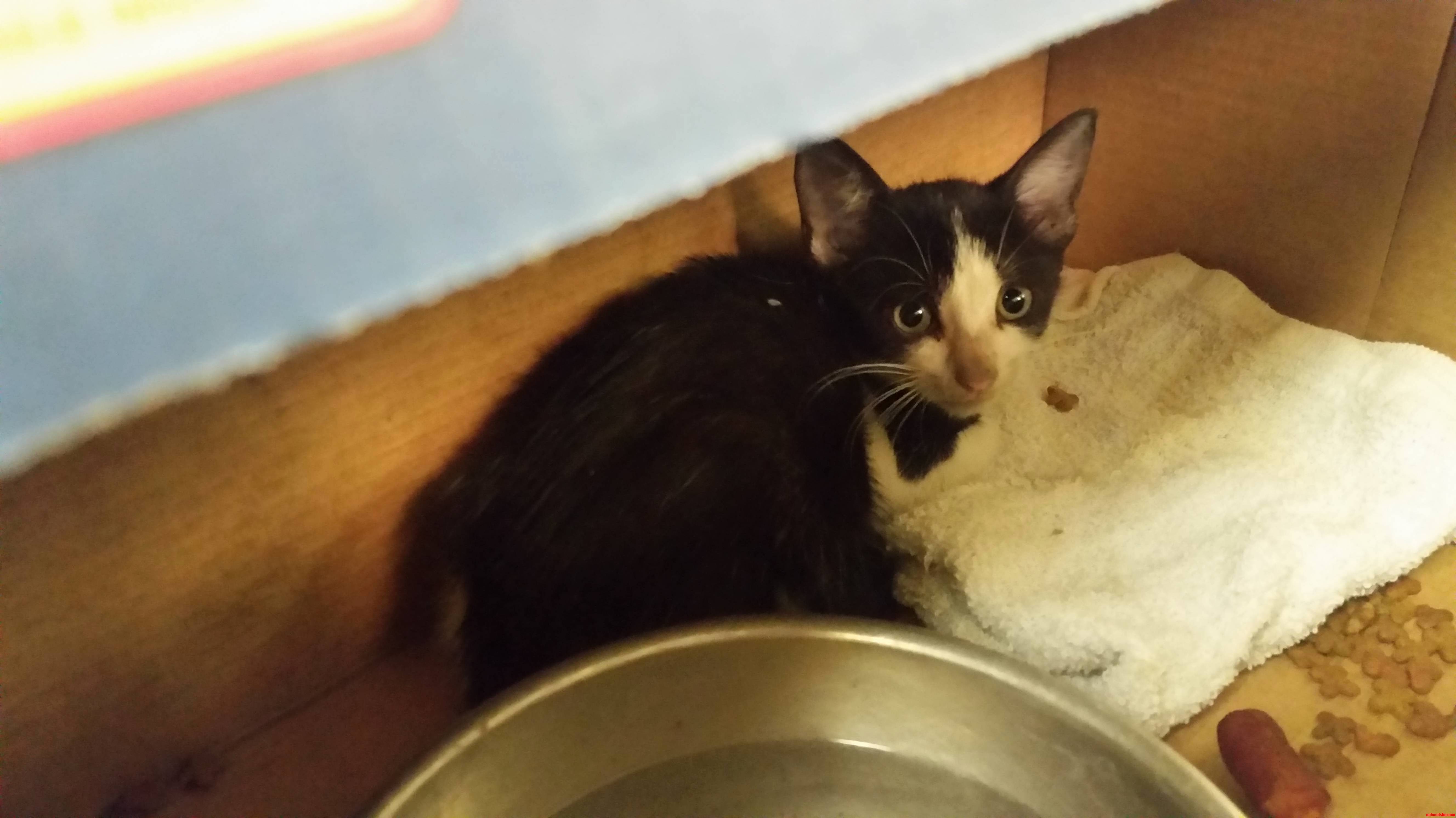 My Coworker Found This Little Guy in Between His Fuse Box and the Frame of His Chevy After Driving About 10 Miles