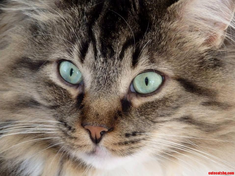 My Daughter Left Me Babysitting Her Cat When She Moved for a Job. I Hate to Admit Im Dreading the Day She Wants Him Back.