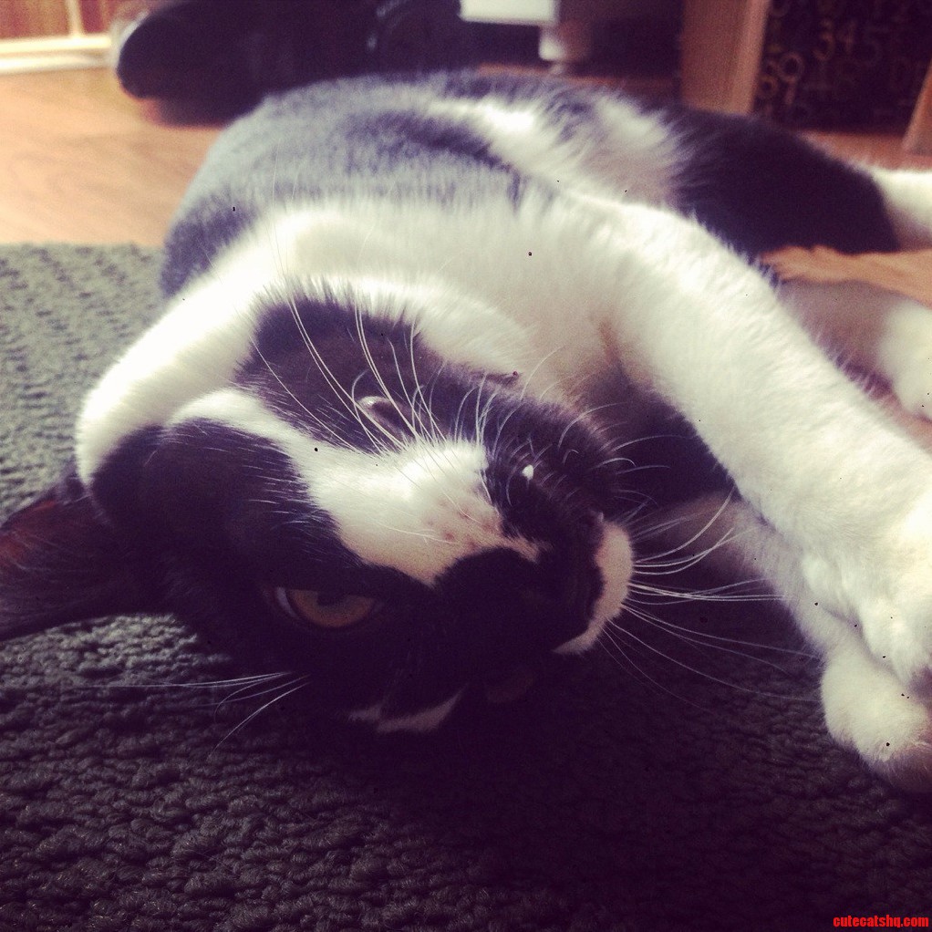 My Derp Kitty