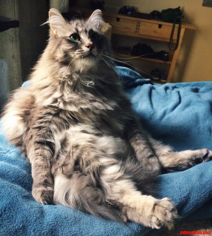 My Derpy Boy Sits Like a Lady.