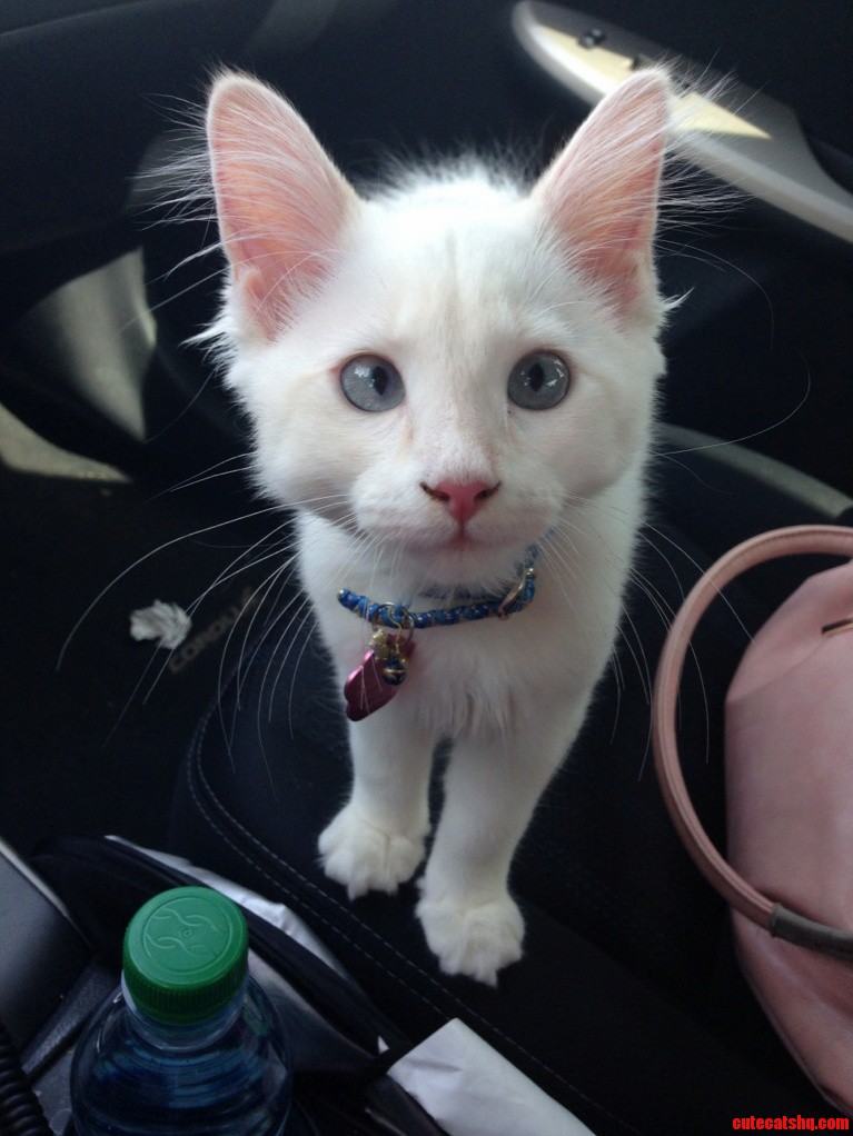 My Derpy Kitten Isis. She Loves Riding in the Car.