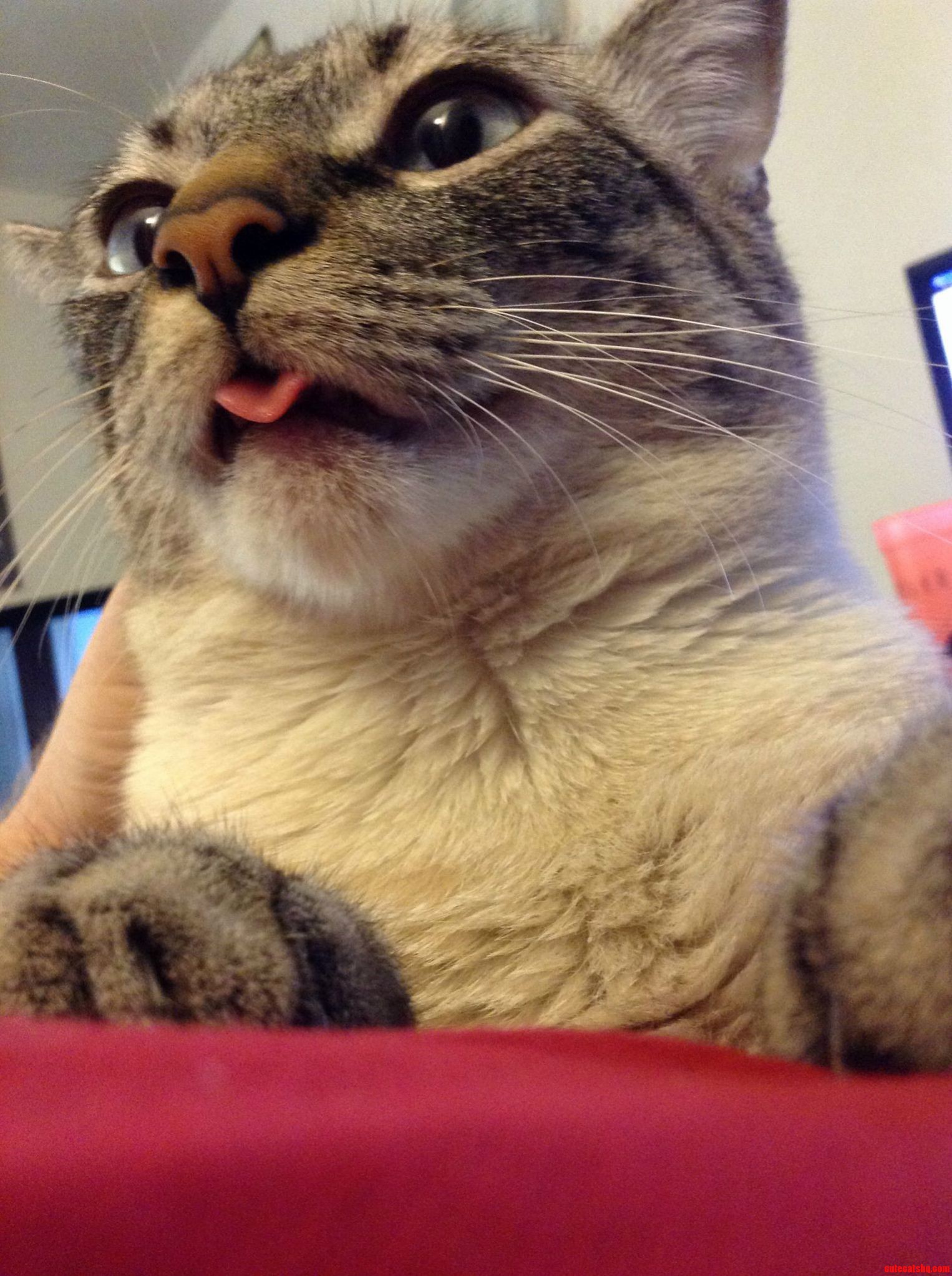 My Dopey Buddy Albus.