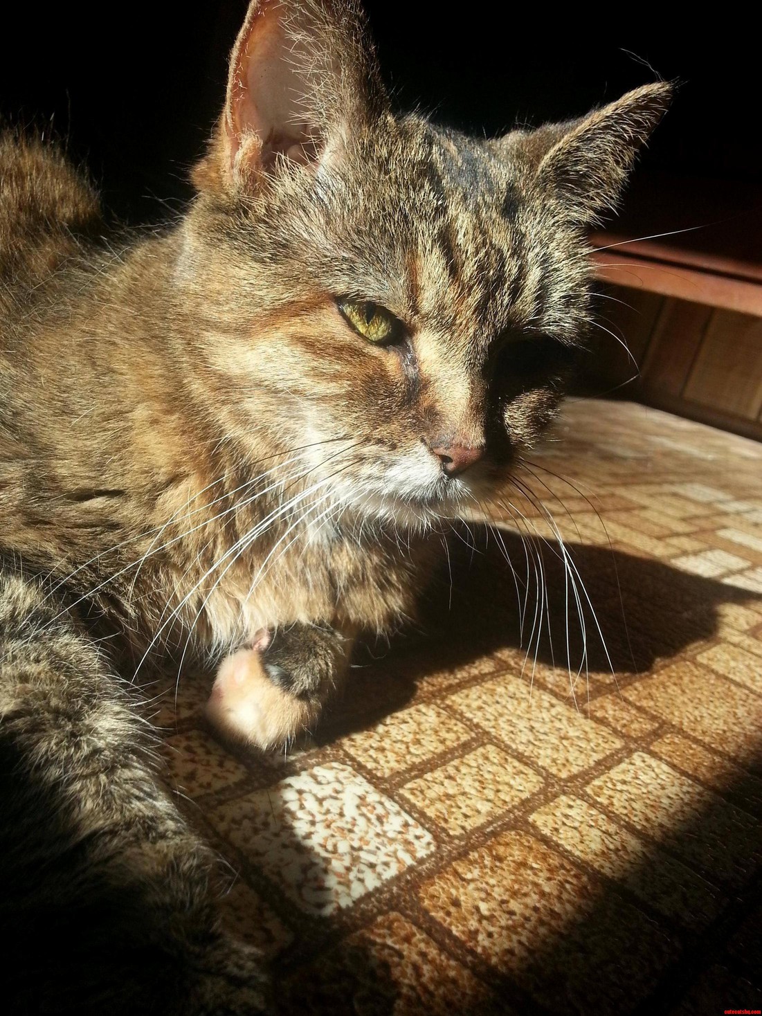 My Elderly Cat Annabelle