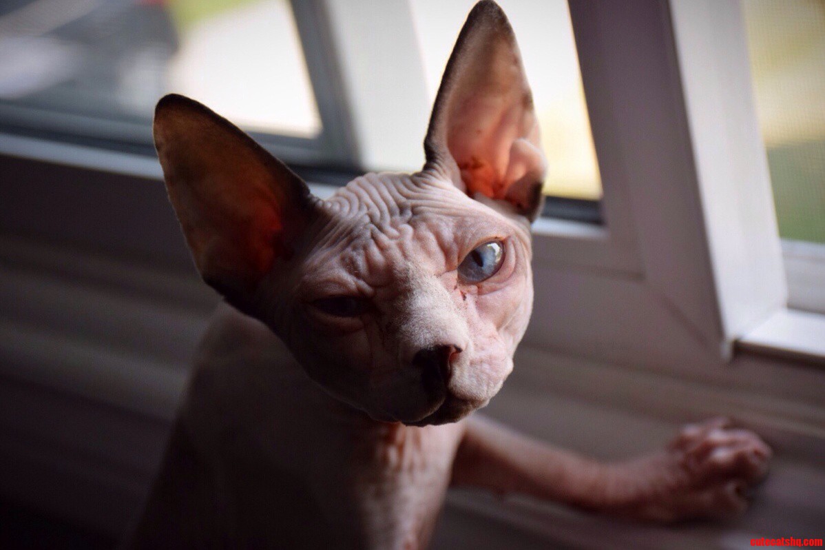 My Familys Sinister Cat
