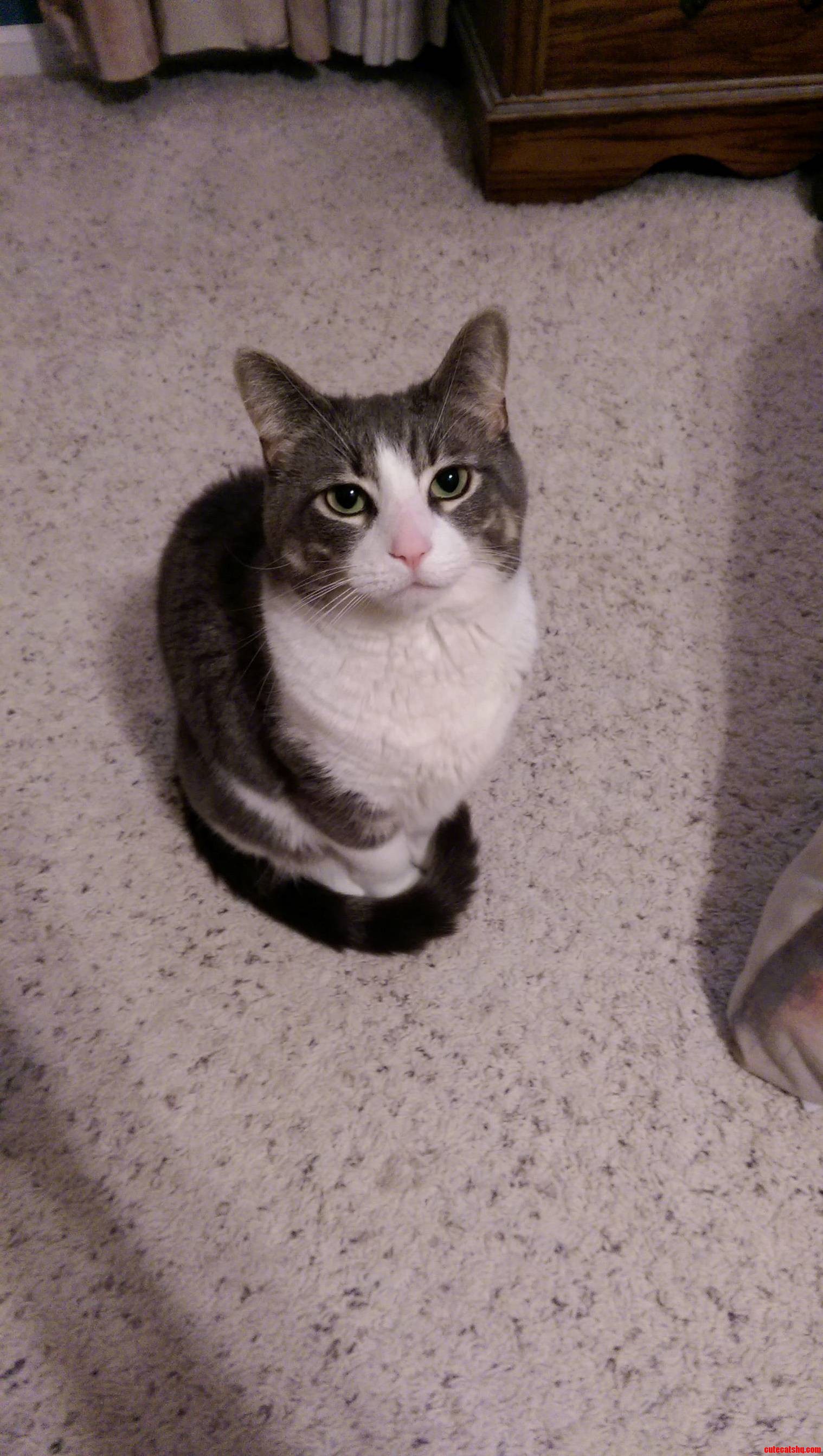 My Favorite Fatty