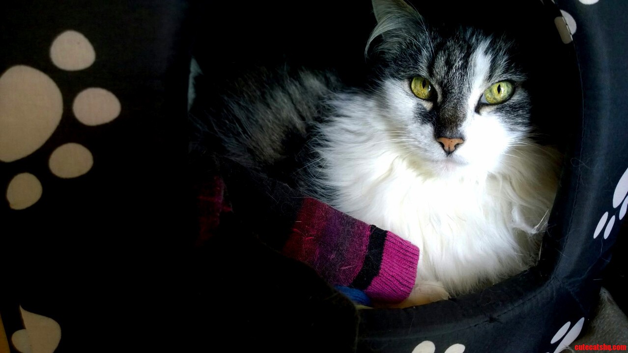 My Fearsome Cat Misty